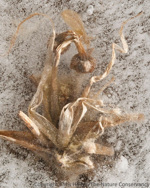 Arrowhead plant (Sagittaria sp.) encased in ice a the Helzer family prairie near Stockham, Nebraska.