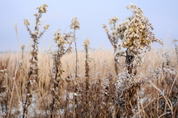 Hoarfrost on Canada goldenrod