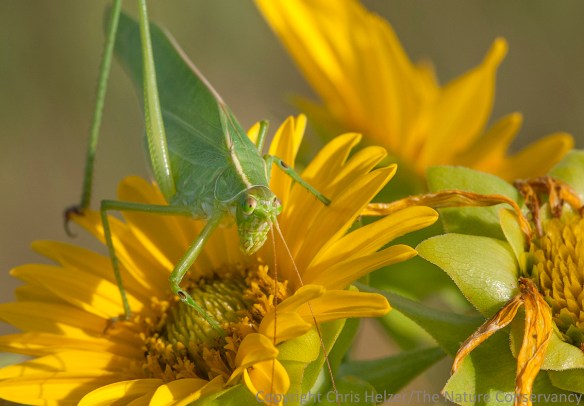 A bush katydid on a rosinweed flower - The Nature Conservancy's Platte River Prairies, Nebraska.