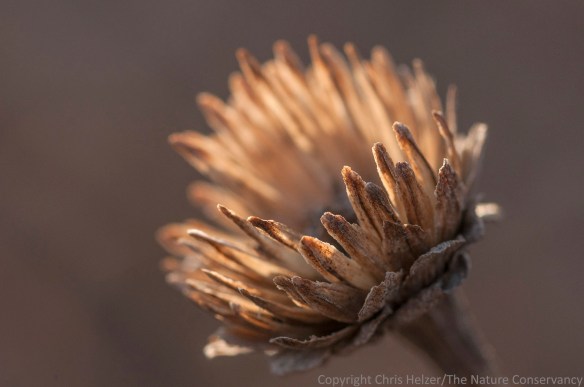 A false sunflower seed head is backlit by the setting sun.  