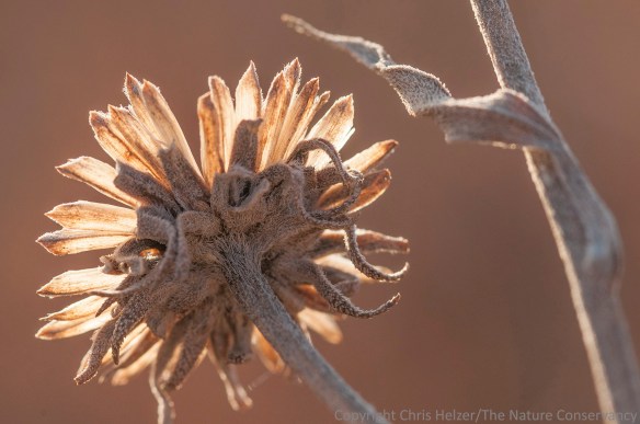 Another (yawn) sunflower seed head.  This time it's Maximilian sunflower.  The light was kind of interesting, though.