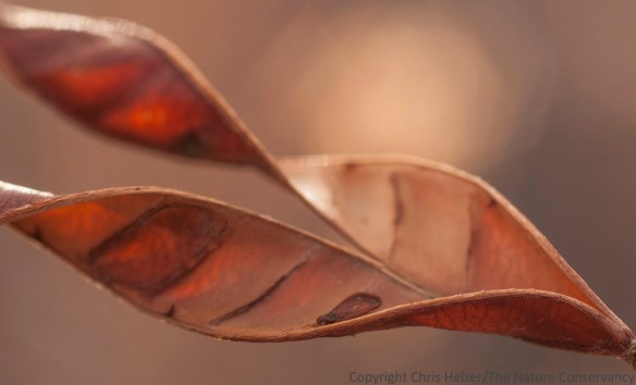 The double helix pattern of an open partridge pea seed pod.