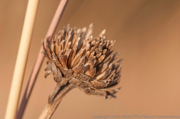Another false  sunflower seed head.