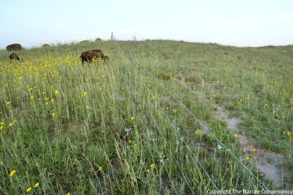 Bison grazing on the left side of the fence.  August 10, 2013