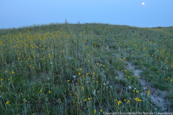 Moonlit prairie on the same day as the above photo - August 19, 2013