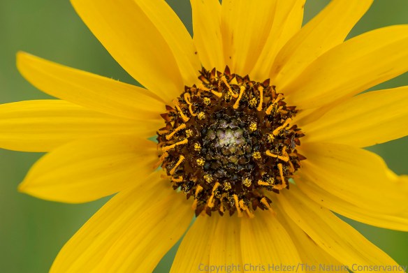 Stiff sunflower.  Lincoln Creek Prairie, Aurora, Nebraska.