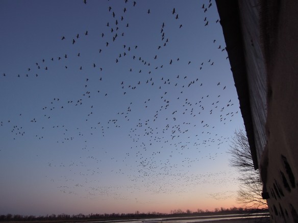 I HAVE NEVER SEEN ANYTHING LIKE THIS IN MY WHOLE LIFE. It is absolutely breathtaking to see and hear thousands of these beautiful creatures all together. I have been leading tours most nights and a few mornings this past week, and on three of these occasions the birds were right in front of our blind. I found that I really enjoy watching the antics of just one bird at a time, bending gracefully to poke around in the sand or within their feathers. Their gait and coloring give them an especially regal appearance. They strut around among their companions and make the most beautiful racket I’ve ever heard. Several Nebraskans have told me crane calls signify spring to them. I like that much better than mud, the only indication of spring in Maine. Check out Anne Stine’s recent post for a more in-depth description 
