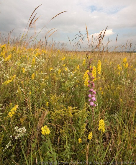 As prairie managers and ecologists, we think a lot about the relative abundance of plants, but not necessarily fungi or bacteria...