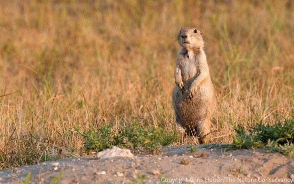 What do you know the little creatures that live underground in prairies?  And no, prairie dogs don't count.