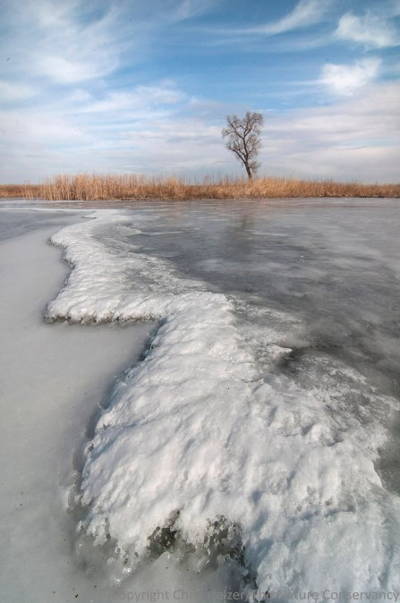 frozen wetland