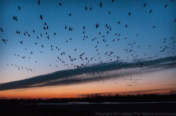 Sandhill cranes coming to the river after sunset.