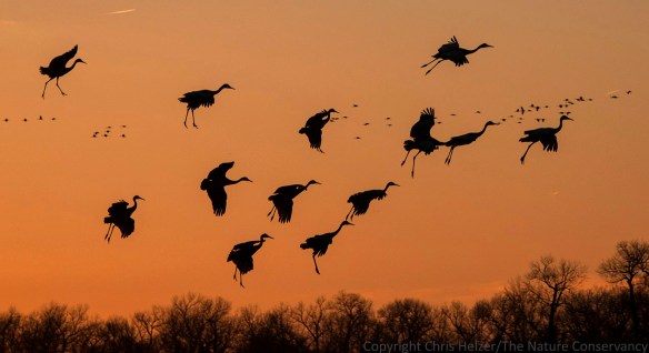 "Believe it or not, I'm walking on air..." Cranes floating down to the river at sunset.