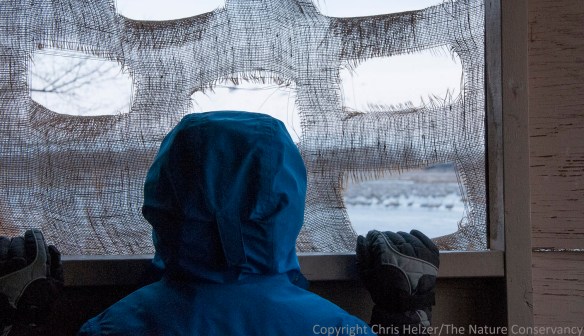 My son Daniel got his first trip to a crane blind on his birthday this year. It was very cold, but he was still glad to go.
