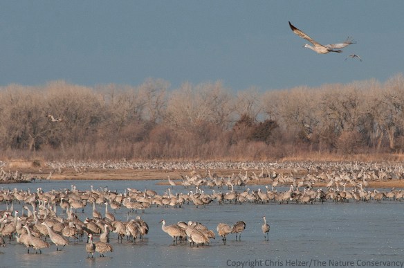 The early morning scene on the Platte River in March. Note the abundance of feathers floating down the river...
