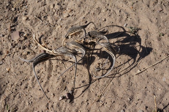 Devilsclaw- A very cool native edible. You can buy seeds from specialty stores.