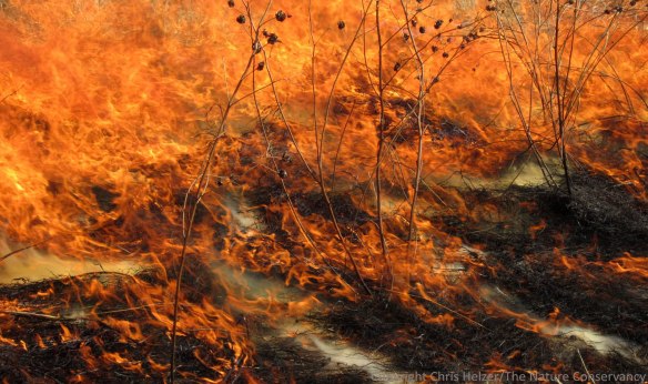Fire is one of several major factors that propels change in prairies.