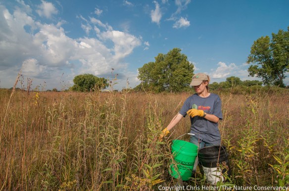 Anne, collecting seeds of Maximilian sunflower.  Platte River Prairies, Nebraska.