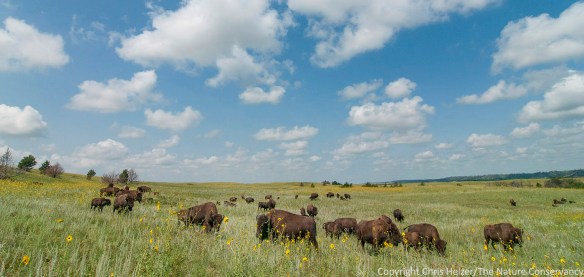When I see this photo, I see a prairie that has responded to drought and wildfire from a year ago, and is also being affected by bison grazing.  However, to people who aren't familiar with the site and its recent history, the photo is less instructive.  