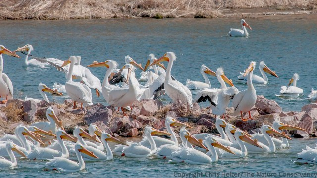 White pelicans at Calamus Reservoir.