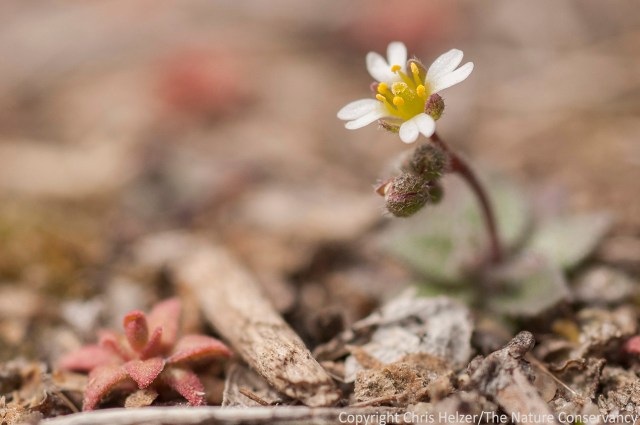 A tiny wildflower at Calamus reservoir, near Burwell, Nebraska.  April 4, 2014