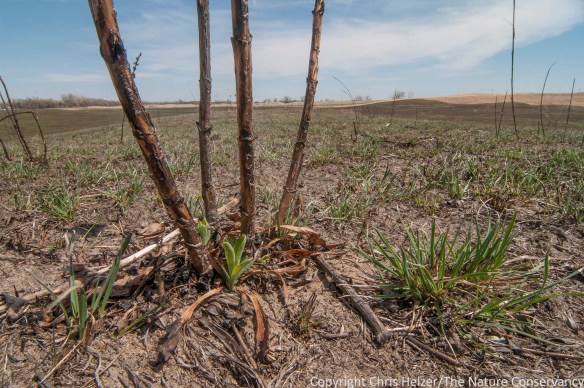 Regrowth in sand prairie burned a couple weeks ago.  The wildflower in the foreground is shell-leaf penstemon (Penstemon grandflorus).