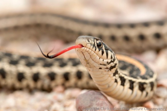 A plains garter snake (Thamnophis radix) on a gravel road in southern Hamilton County, Nebraska.