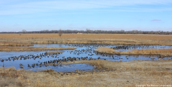 Canada geese, some wigeon, and a few other ducks sit on the restored wetland in March of this year.  This is a common sight, and a good one, but I was always hoping for more than just ducks and geese to use the wetland.