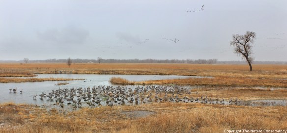 We documented another occurrence of overnight roosting by a flock of sandhill cranes on March 20 of this year.  Interestingly, they roosted in a different part of the wetland this time than they did the previous time...