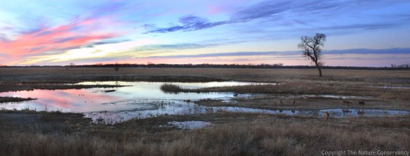 This photo shows a beautiful April sunset and a small group of deer stopping by the wetland.  Can you find all seven deer in the photo?  (You can click on the photo to get a closer look)