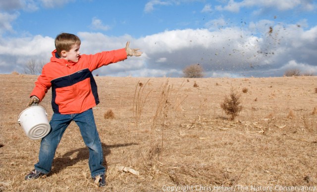 Here's Daniel, throwing seeds into an area that was grazed intensively the previous season.