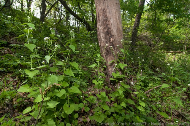 We hope that using more frequent fire (along with other methods) will help us prevent garlic mustard from spreading across our whole property at the Rulo Bluffs Preserve, but it's a big challenge.