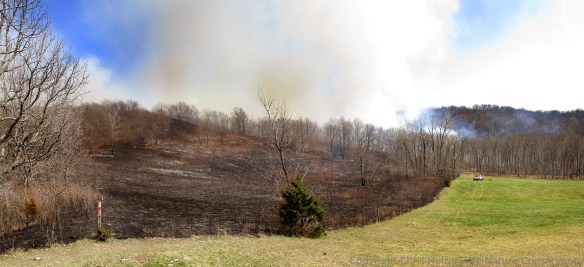 This multi-photo panorama shows the largest of the prairies at Rulo Bluffs, along with some of the woodland.  The photo(s) were taken from our neighbor's pasture.