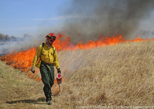 Prescribed fire and grazing are the two best ways we attack invasive grasses such as smooth brome and Kentucky bluegrass.