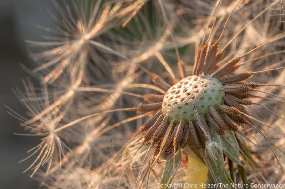 Dandelion seeds