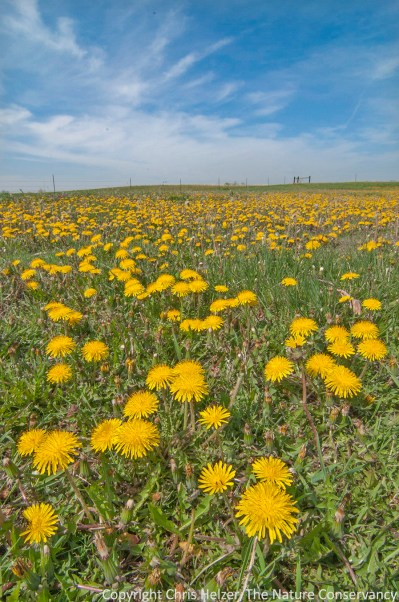 Dandelions - pollinator heaven.