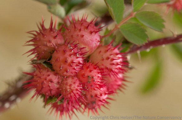 More galls on the same plant.