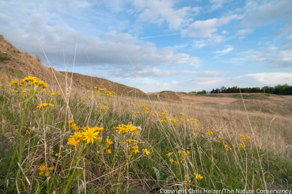 Prairie ragwort (Packera plattensis) at Griffith Prairie, near Marquette, Nebraska.