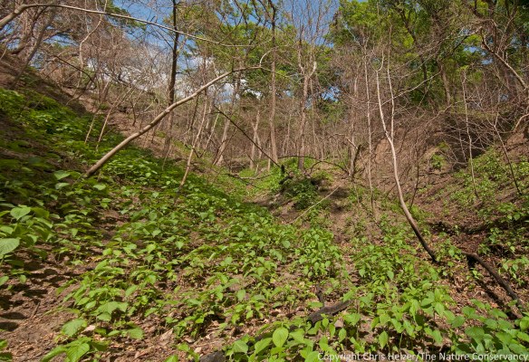 More wood nettles (and other plants) - this time on a southeast-facing slope that burned pretty hot.  Note the dead (or at least top-killed) small diameter trees.