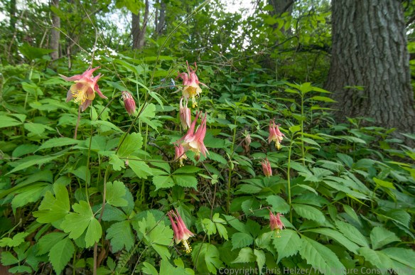 Columbine was blooming on north-facing slopes - mainly in places the fire skipped.