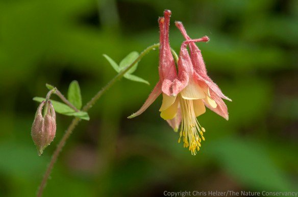 A close-up of columbine.
