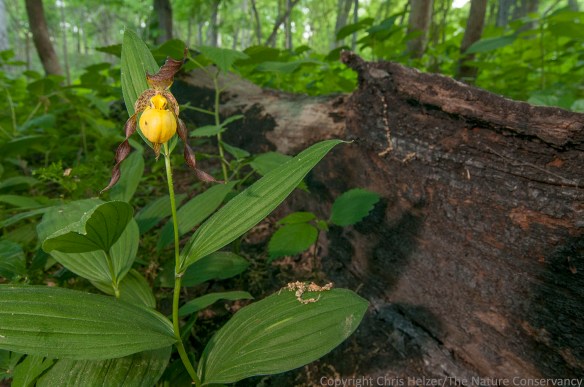 Yellow ladies slipper orchids seemed to weather the fire just fine.  Of four populations we marked with GPS last year, I found all four and three of them were blooming.  All had been in areas that burned.