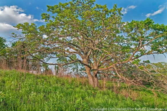 This beautiful spreading bur oak was clearly thriving - as was the prairie around it.