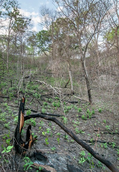 Here is a south-facing wooded slope that has a lot of bare ground.  Again, this will change over time.  Here, many of the small trees were dead prior to the fire (from the hack-and-squirt treatment.  