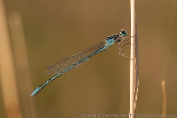 This was not the first damselfly I tried to photograph...just the one that finally let me get close enough to get a picture of it.