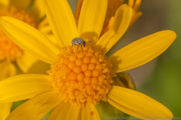 This tiny beetle was on several ragwort plants.  Most of the beetles turned away or jumped to safety when they saw me coming, but this one didn't.