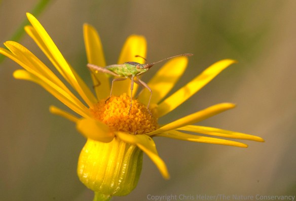 I got several photos of various individuals of this bug species (a true bug - Hemiptera).  Maybe the whole species is not so smart?  