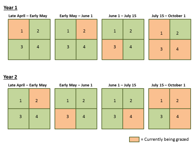 A graphical illustration of my grazing plan framework.  In Year 1, pastures 1 and 2 are grazed early to knock back brome.  Then pasture 3 is grazed for a month by until mid-July.  For the remainder of the season, cattle have access to three pastures, but continue to graze pasture 3 most intensively because of the attractive regrowth of the grasses there.  This creates a system fairly similar to a patch-burn grazing system, but uses a grazing enclosure, rather than fire, to create attractive forage and concentrate grazing.