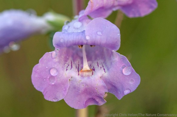 It was overcast and sprinkling off and on through much of the weekend, but the sun popped out just long enough on Saturday morning for me to capture the light hitting this shell-leaf penstemon.