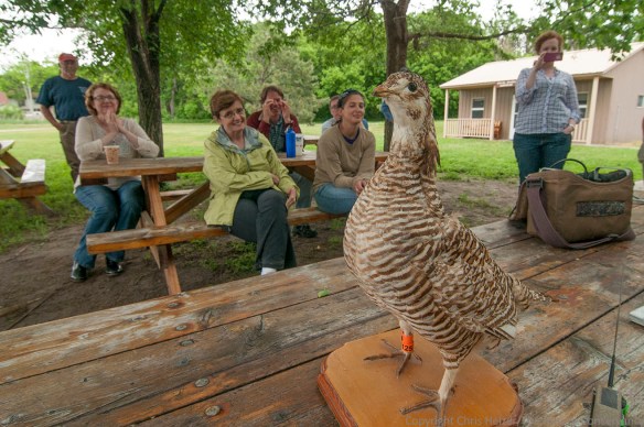 Jocelyn Olney, a graduate student at UNL came and talked to the group about her work tracking greater prairie chickens in the sandhills.  She brought a display bird to show how radio transmitters are attached.