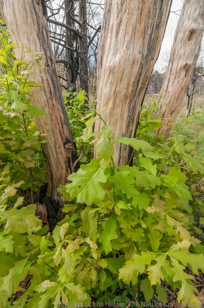 After the event ended, my boys and stuck around for another day to explore.  We went over to the north side of the river to see how the woodland areas there were recovering from the 2012 drought and wildfires.  Most of the ponderosa pine are dead, but the majority of bur oaks are resprouting vigorously from their bases.